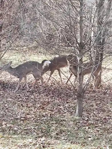 A Glimpse of the Deer in Our Yard - December 26, 2024