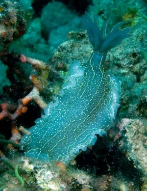 Meet the colorful sea slug from Greece (Hypselodoris picta)!