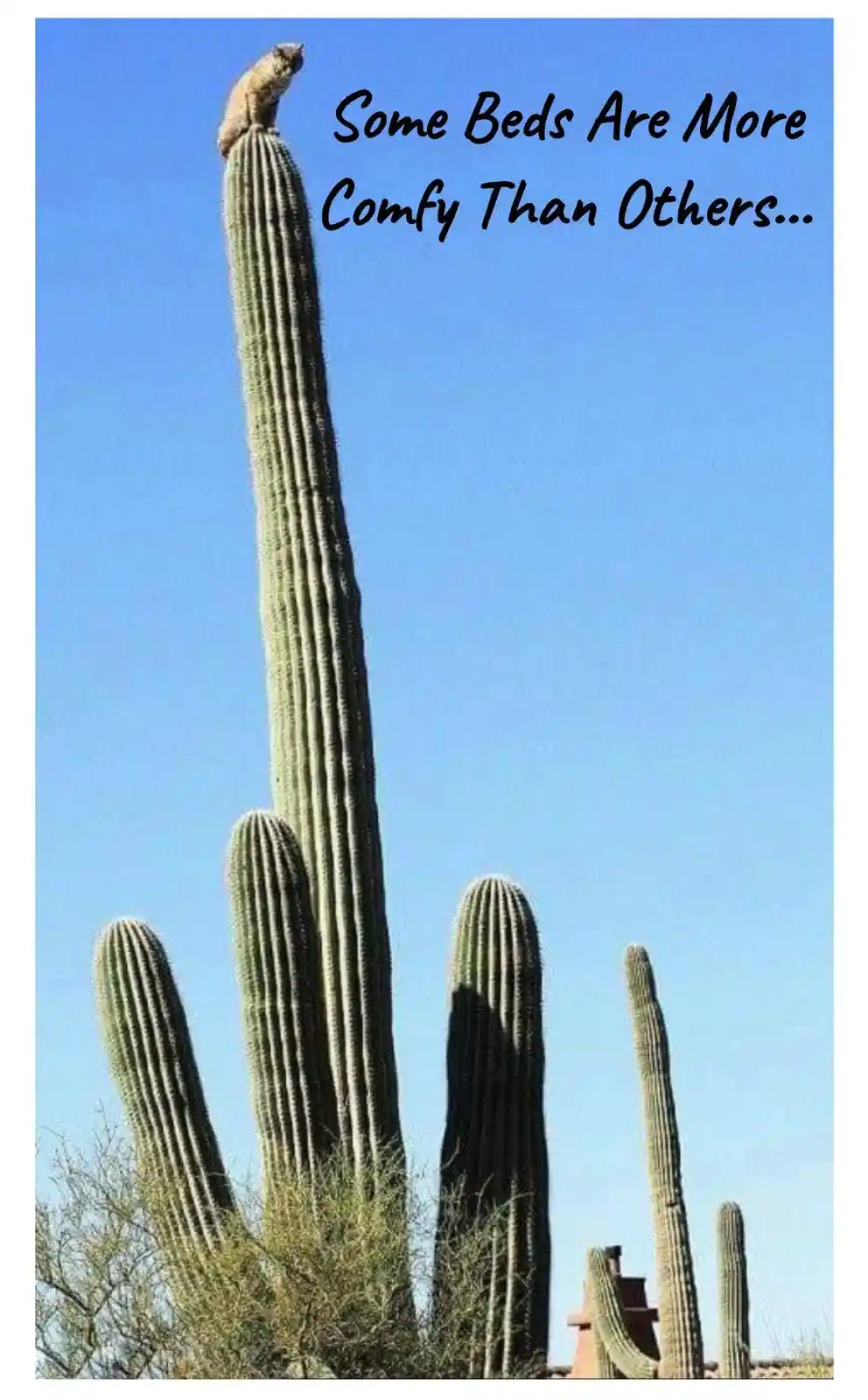 Bobcat's Bold Escape: Perched 50 Feet Up a 300-Year-Old Giant Saguaro Cactus from a Hungry Mountain Lion