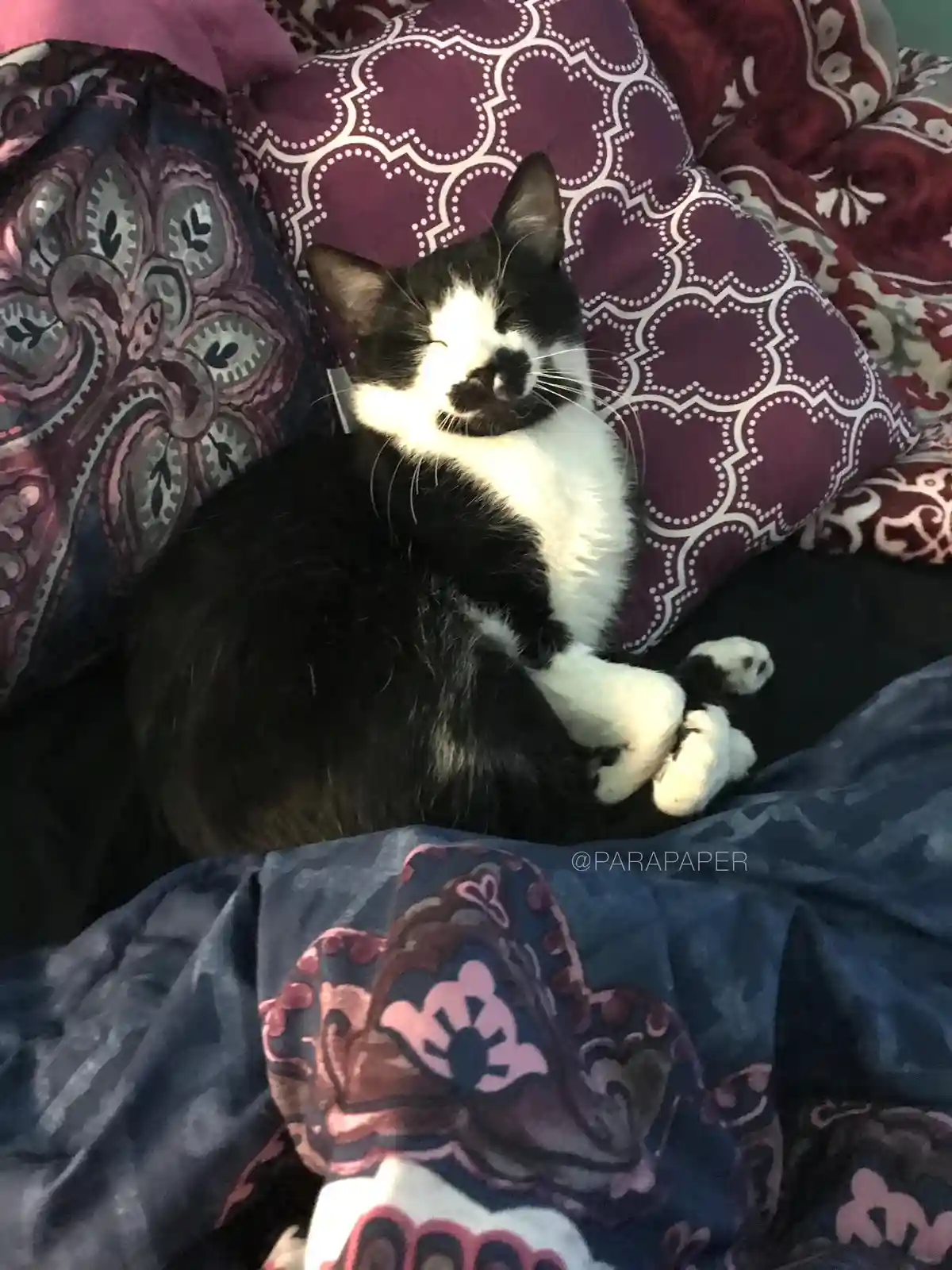 A black and white cat is curled up and sleeping soundly on a bed with patterned blankets, its eyes closed and paws tucked…