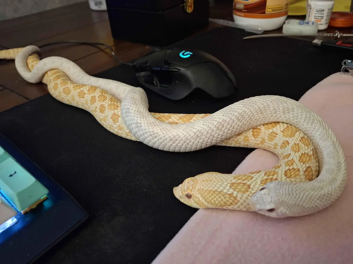 A pale, patterned snake with two distinct heads rests on a person's arm and a black desk mat, next to a gaming mouse and…