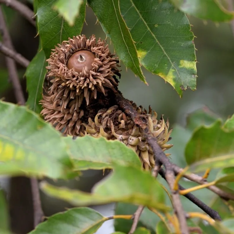 Hey Acorn, that might need a professional's touch!
