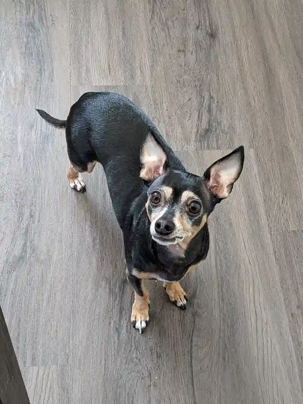 A small black and tan dog with large, expressive eyes looks up at the camera from a high-angle shot on a gray wood floor…