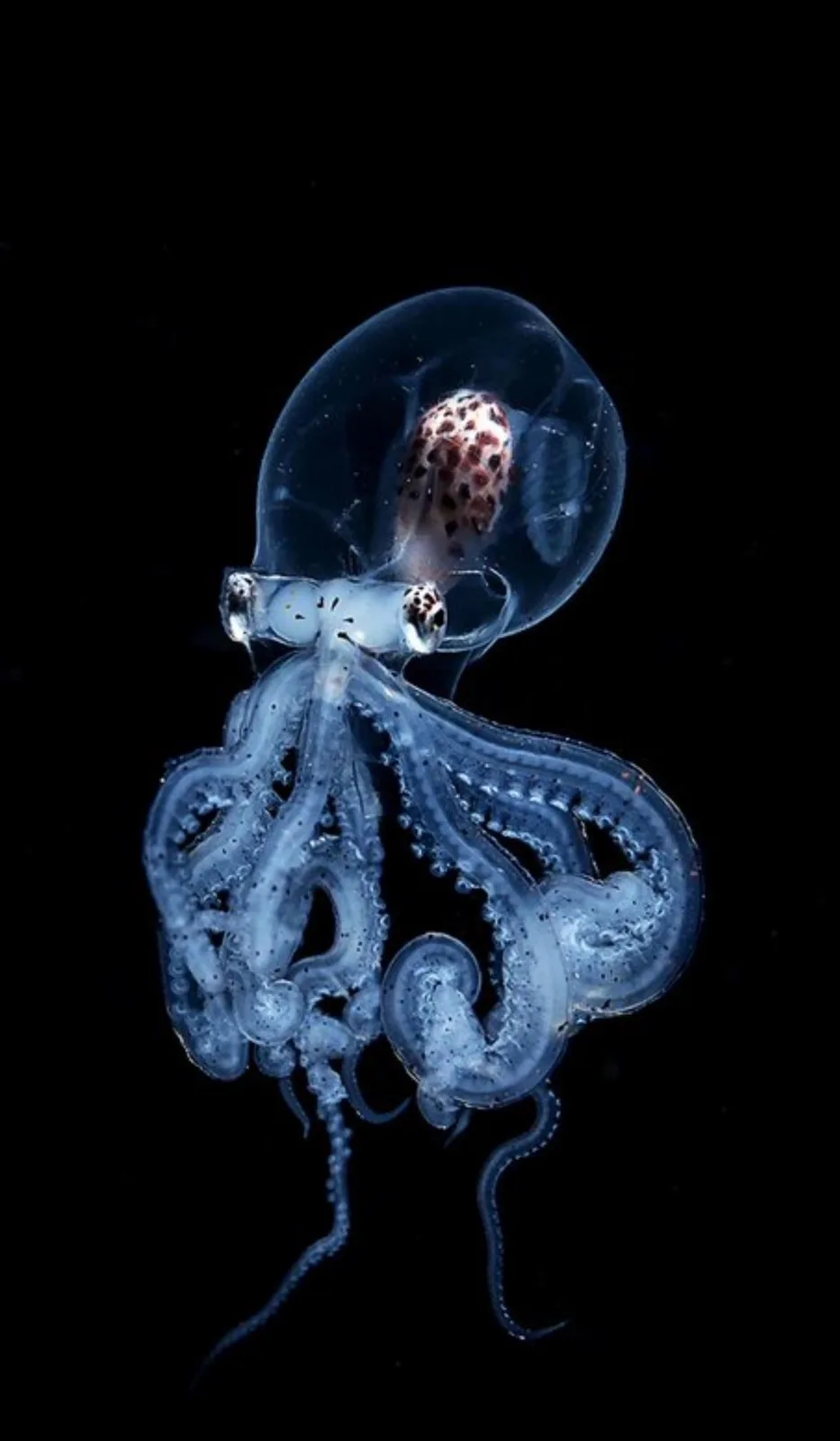 A translucent, blue, jellyfish-like squid with visible internal organs and tentacles floats against a black background. The…