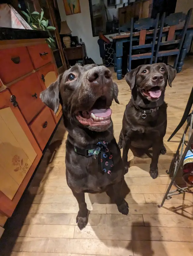 Two chocolate Labrador Retrievers sit on a wooden floor indoors, one wearing a colorful patterned tie around its neck. Both…