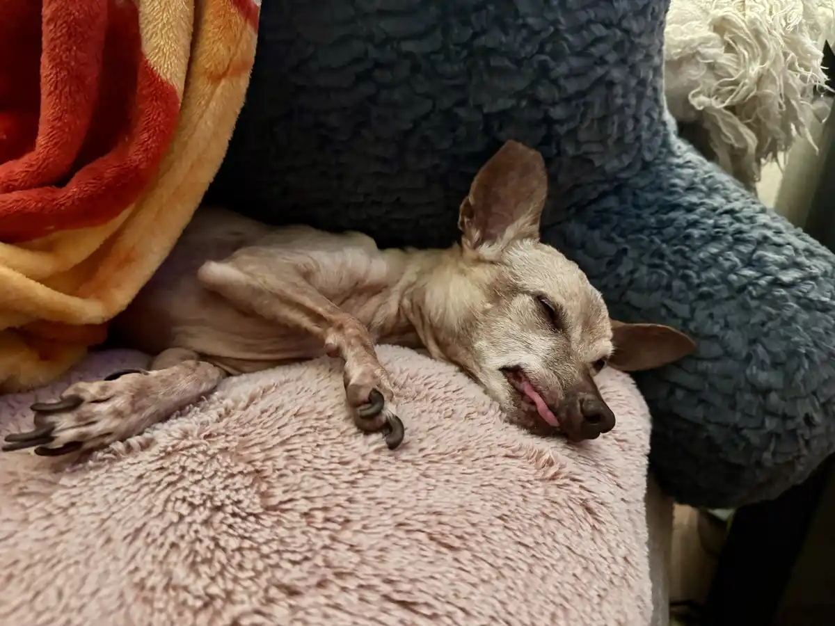 A small, hairless dog is sleeping soundly on a pink fluffy blanket, curled up on a blue textured couch with a red and orange…