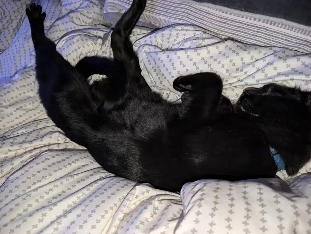 A black dog is lying on its back on a patterned bedsheet, legs and paws stretched upward in a relaxed, vulnerable pose. The…