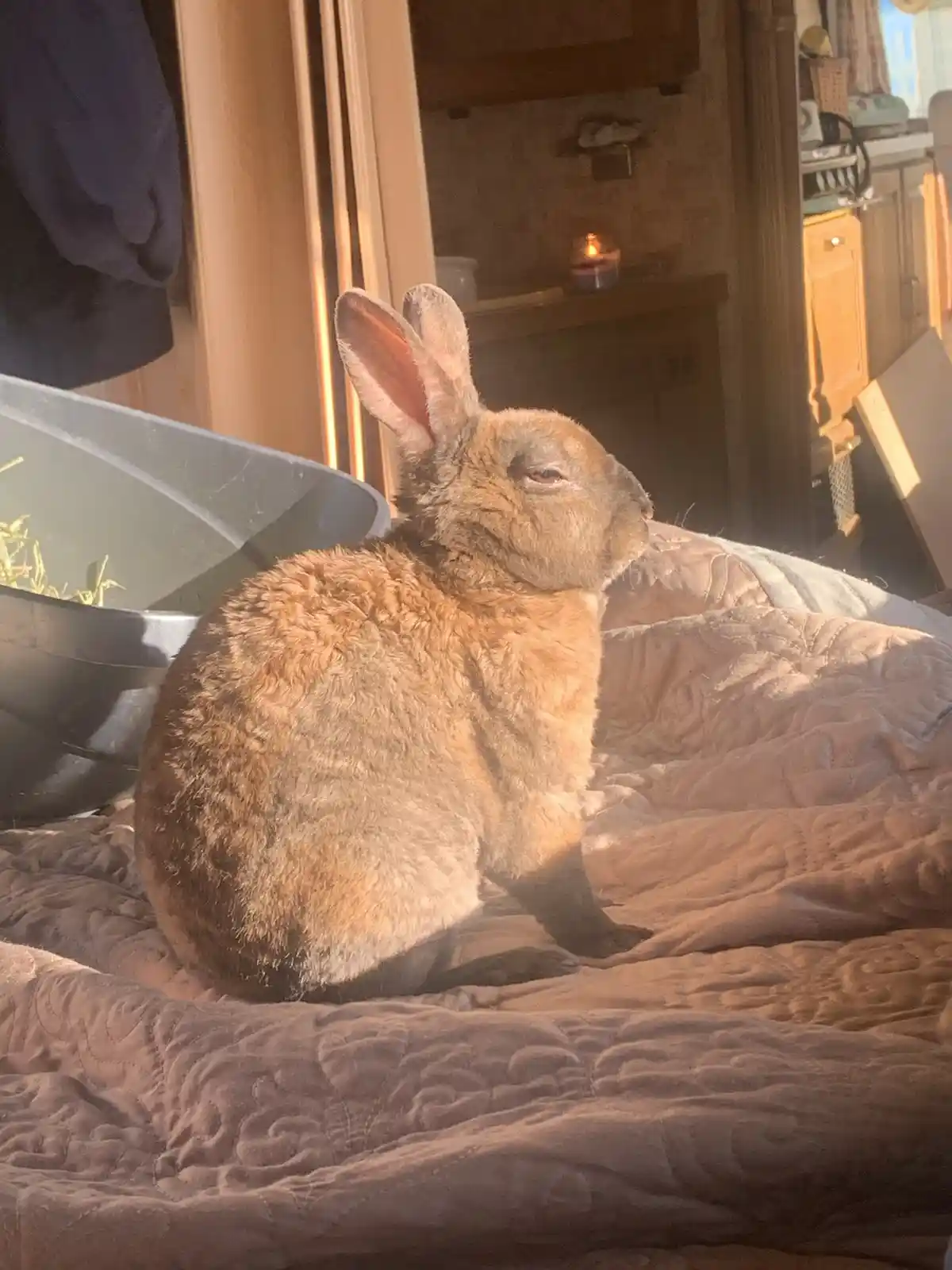 Buns and Mama: A Heartwarming Duo