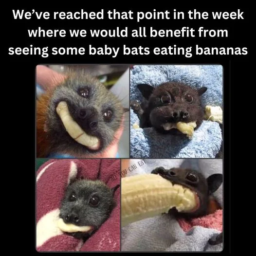 A four-panel image collage shows four different baby bats, each holding or eating a banana slice. The bats are shown in…