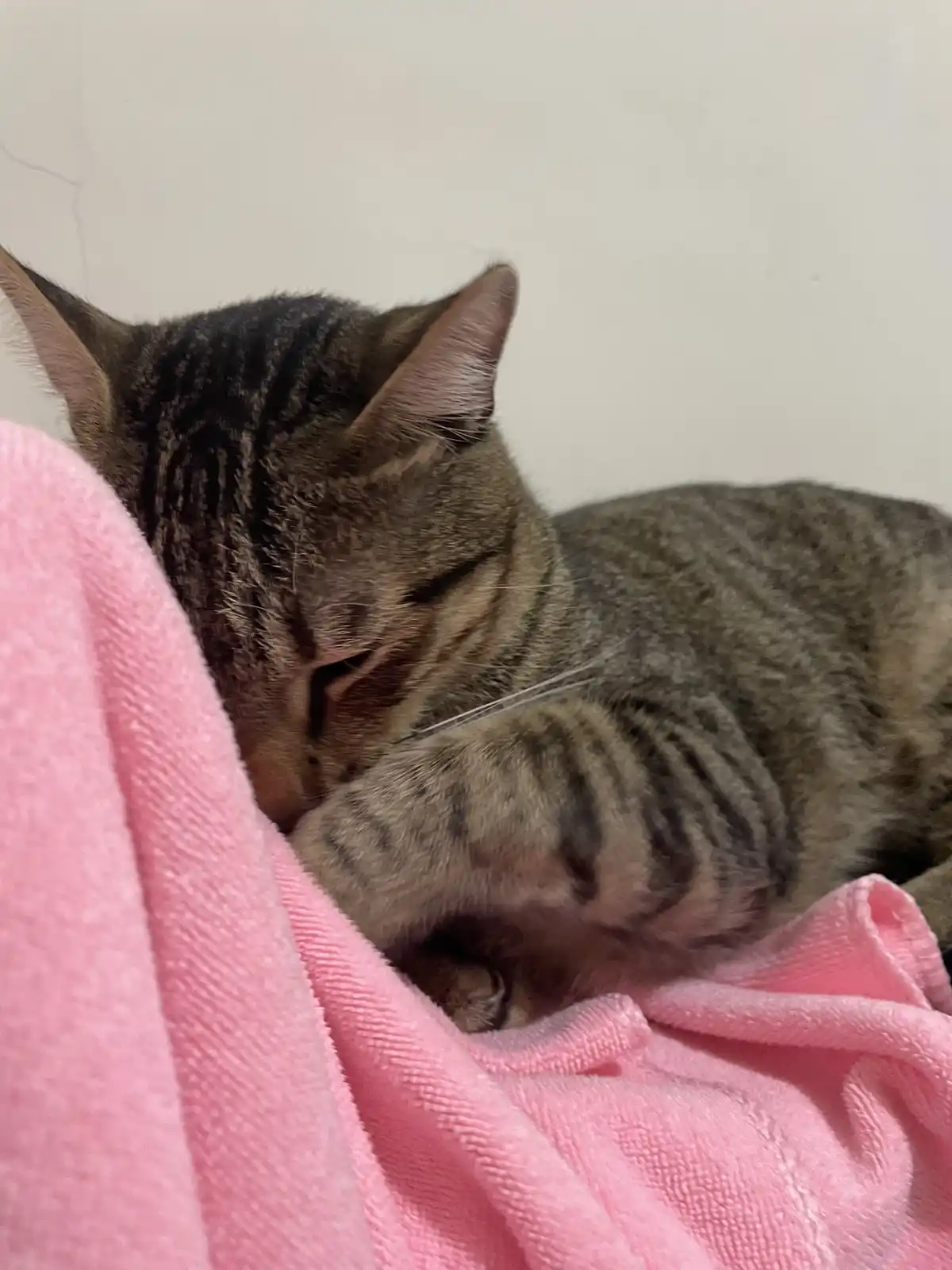 A tabby cat is curled up and sleeping soundly on a pink blanket, its eyes half-closed and body relaxed. The overlaid text…
