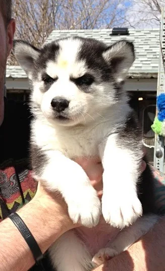 A small black-and-white husky puppy is being held by a person, looking directly at the camera with a scrunched, unimpressed…