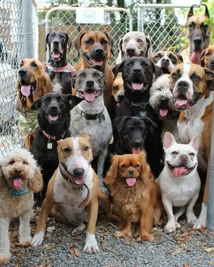 A large group of diverse dogs of various breeds and sizes are gathered closely together in front of a chain-link fence, all…