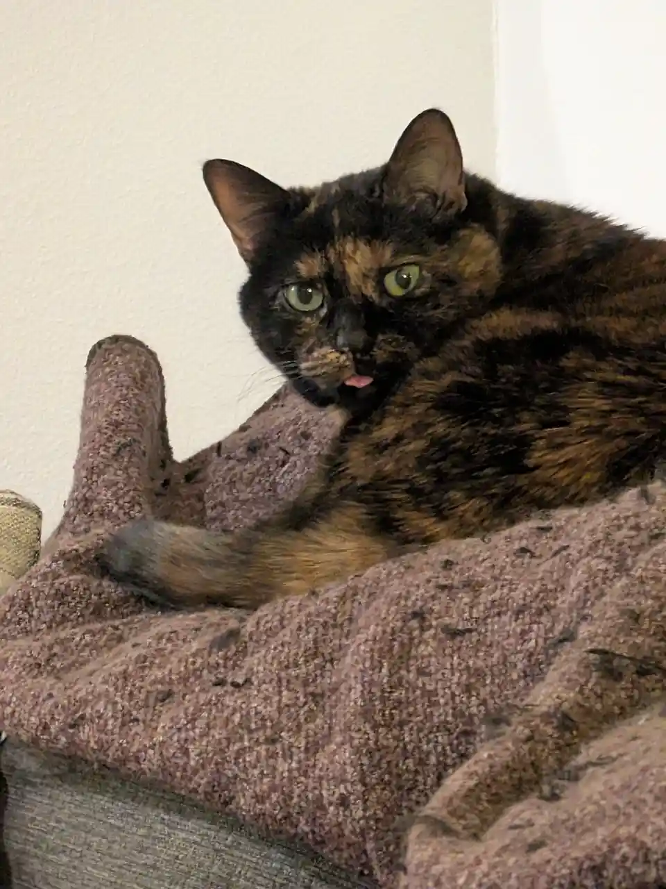 A tortoiseshell cat with green eyes is lounging on a fuzzy, brownish-purple cat tree or bed, looking directly at the camera…