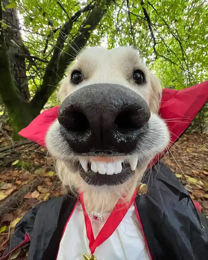 A golden retriever is dressed in a vampire costume with a black cape, red collar, and fangs, posing outdoors in a forest…