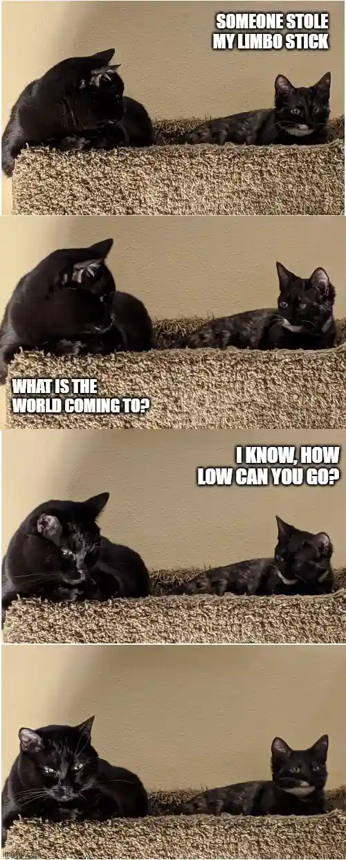 A four-panel meme featuring two black cats on a carpeted cat tree. In the first panel, the cat on the right says 'SOMEONE…
