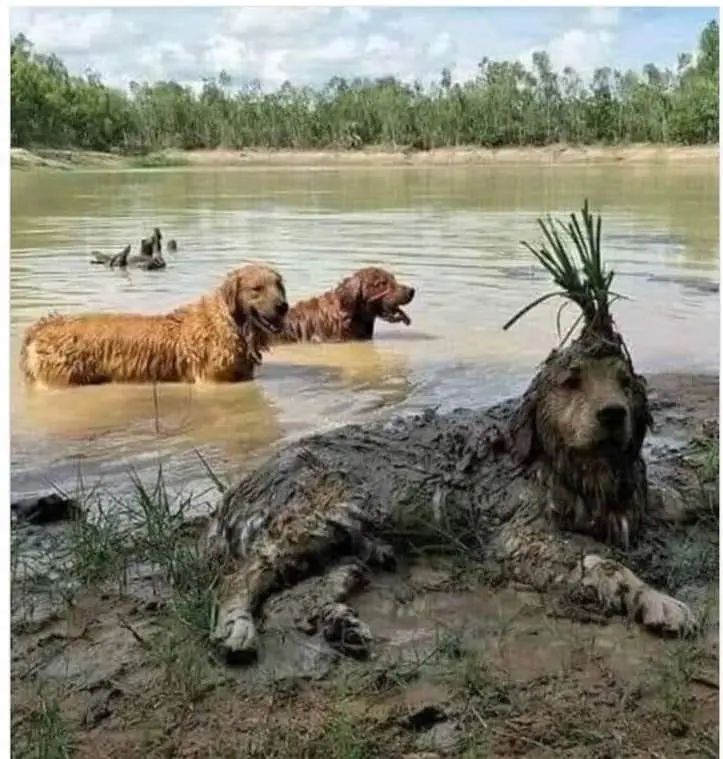 Three dogs are in or near muddy water; one in the foreground is heavily coated in mud with a tuft of grass stuck on its…