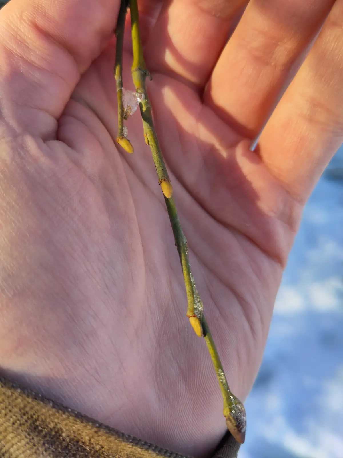 A close-up photo shows a person's hand holding a thin, green twig with small yellow buds and patches of ice crystals…