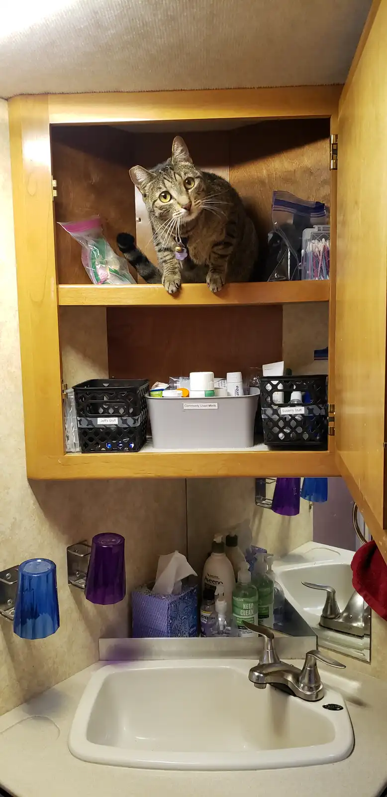 A tabby cat with yellow eyes sits perched on the top shelf of an open wooden bathroom cabinet, looking down. The cabinet…