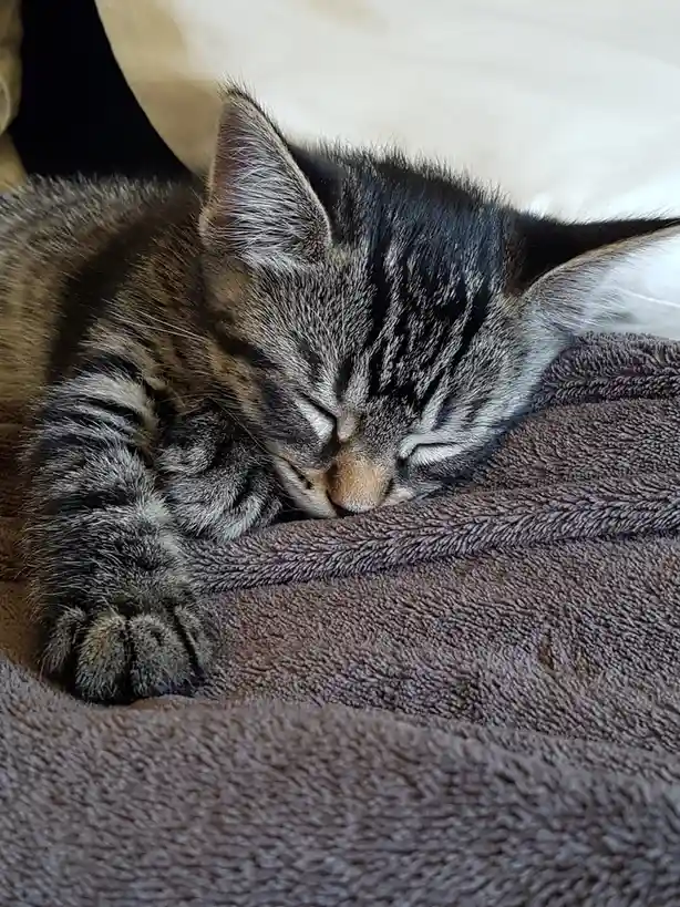 A small tabby kitten with dark stripes and a light brown nose is curled up and sleeping soundly on a soft, textured brown…