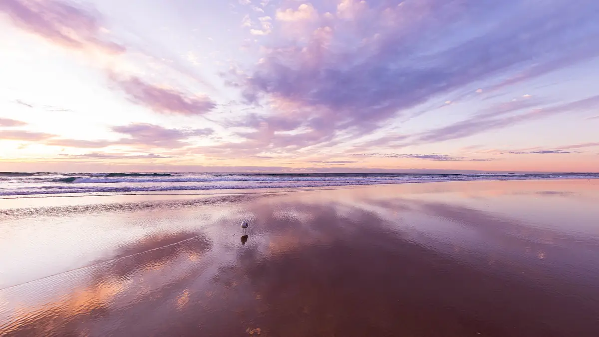 In a rare solo moment, a gull finds respite on a wide Queensland beach. Despite being part of a 50-strong species family…