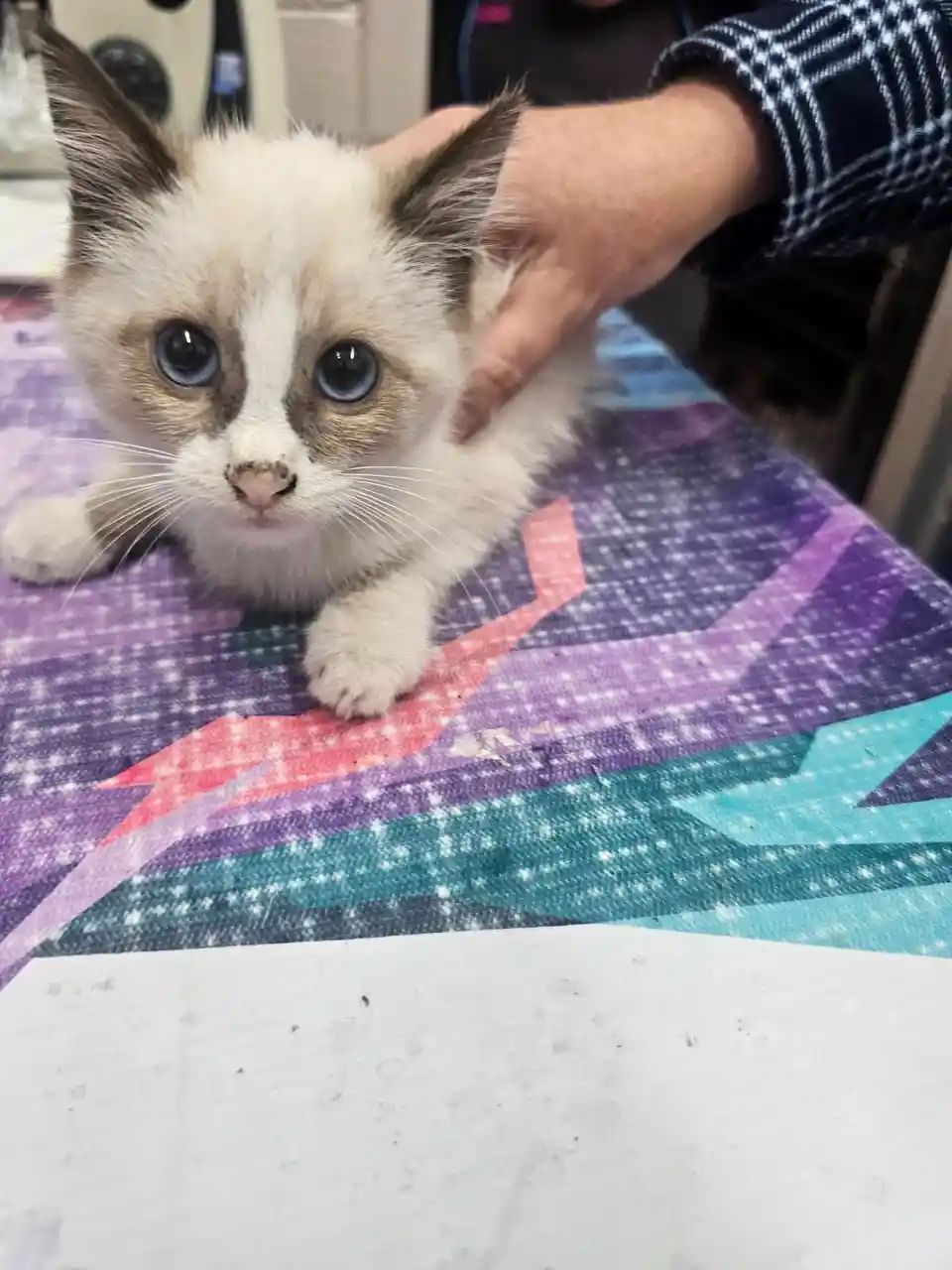 A small, fluffy kitten with large blue eyes and dark points on its ears and face is being gently petted by a person's hand…