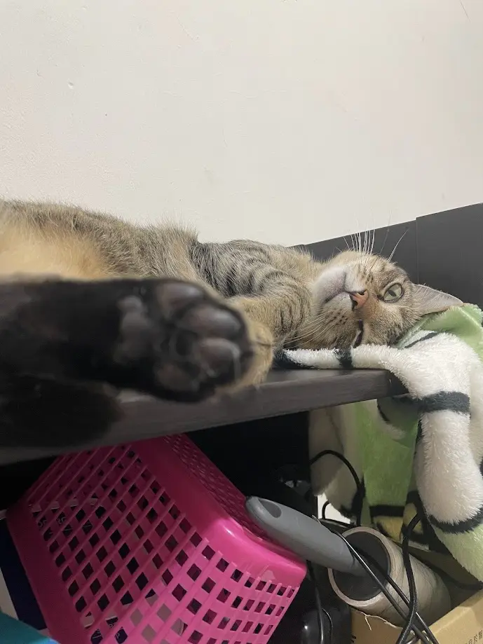 A tabby cat lies on its back on a dark shelf, one paw prominently extended toward the camera, looking relaxed and slightly…