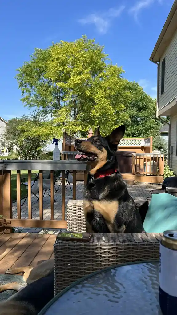 A black and tan dog with a red collar sits upright on a wicker chair on a wooden deck, looking upward with its mouth open…