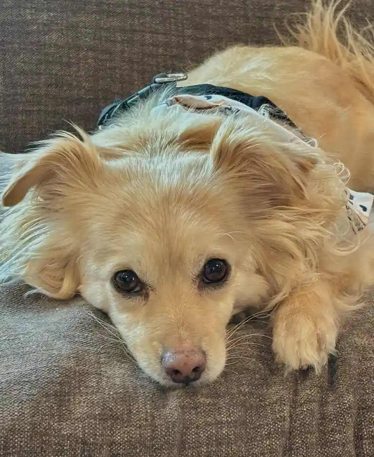A small, fluffy, light-brown dog with big, soulful eyes lies on a textured brown couch, looking directly at the camera with…