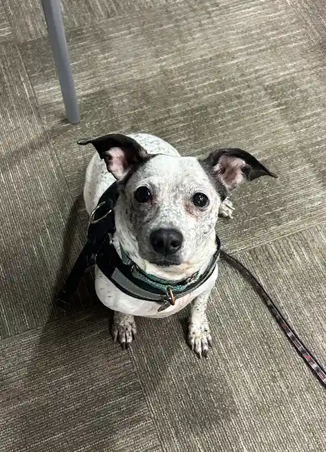A small white dog with black spots and floppy ears sits on a gray carpeted floor, looking up at the camera with large…
