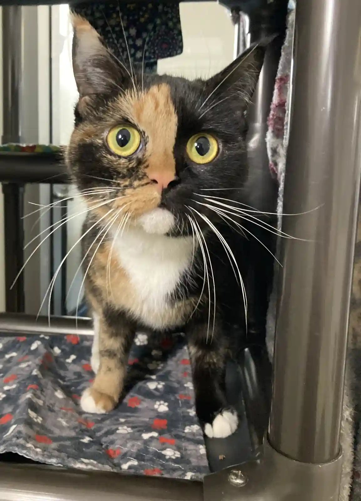 A close-up photo of a calico cat with wide, startled yellow eyes looking directly at the camera, standing on a patterned…