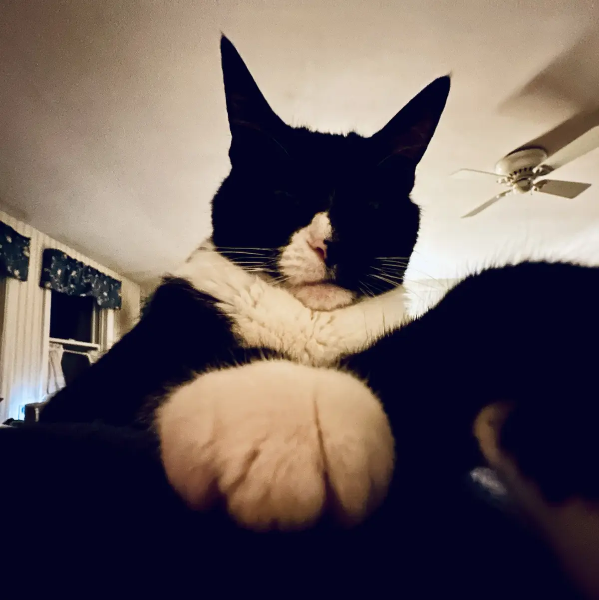 A black and white cat with a white chest and paws is lying down, looking directly at the camera with a relaxed, slightly…