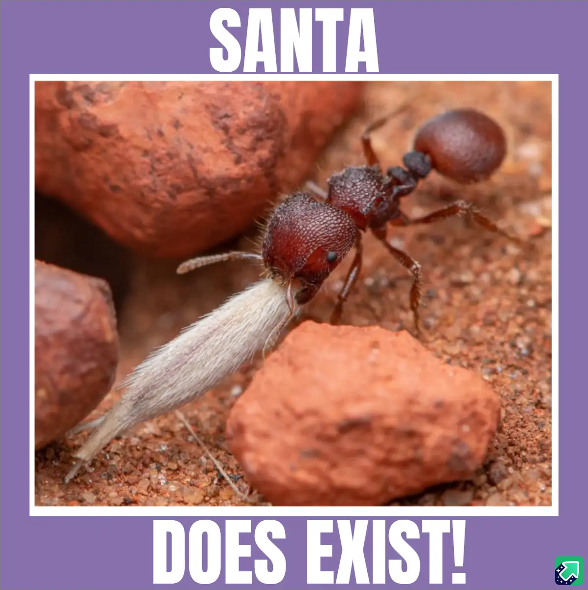 A close-up photo of a reddish-brown ant carrying a long, white, fuzzy object resembling a Santa beard. The image is framed…