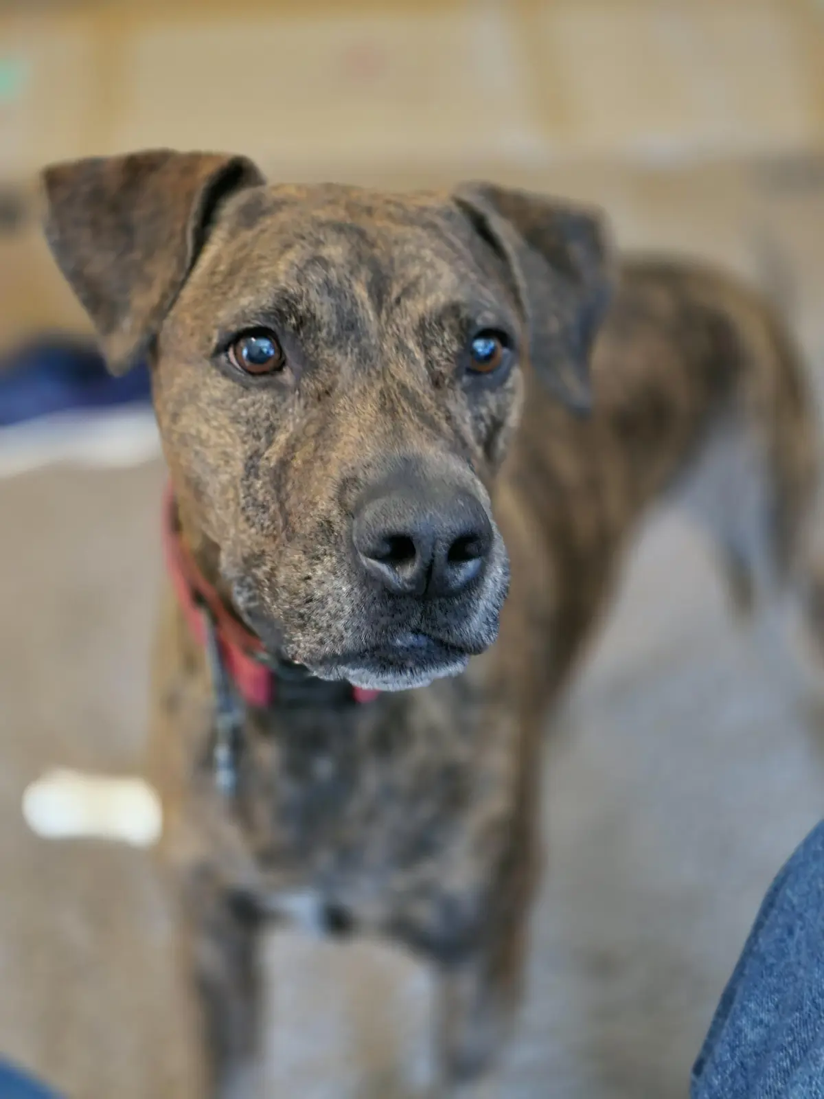 A close-up photo of a brindle-coated dog with soulful brown eyes looking directly at the camera, wearing a red collar. The…