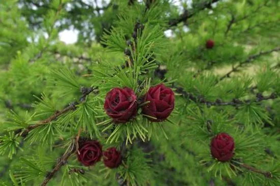 a close-up photograph of green larch tree branches with several small, deep red, rose-like cones. The text overlay reads…
