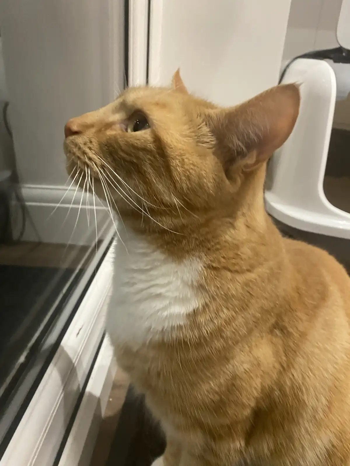 Biscuit's Daily Dose of Cuteness