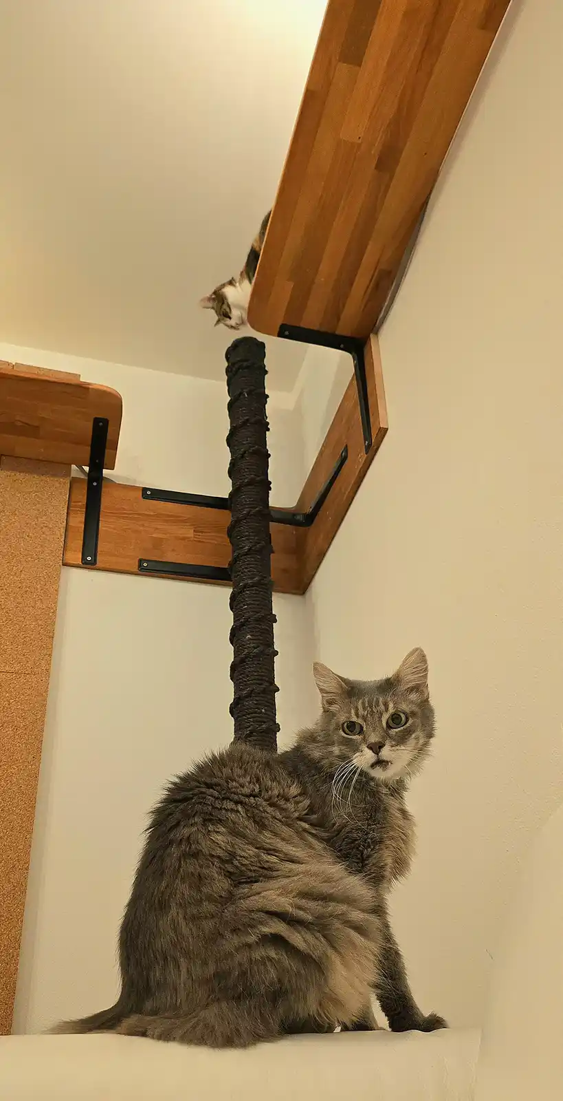 A fluffy gray cat sits on a white surface looking up with wide, startled eyes, while a calico cat peeks down from the…