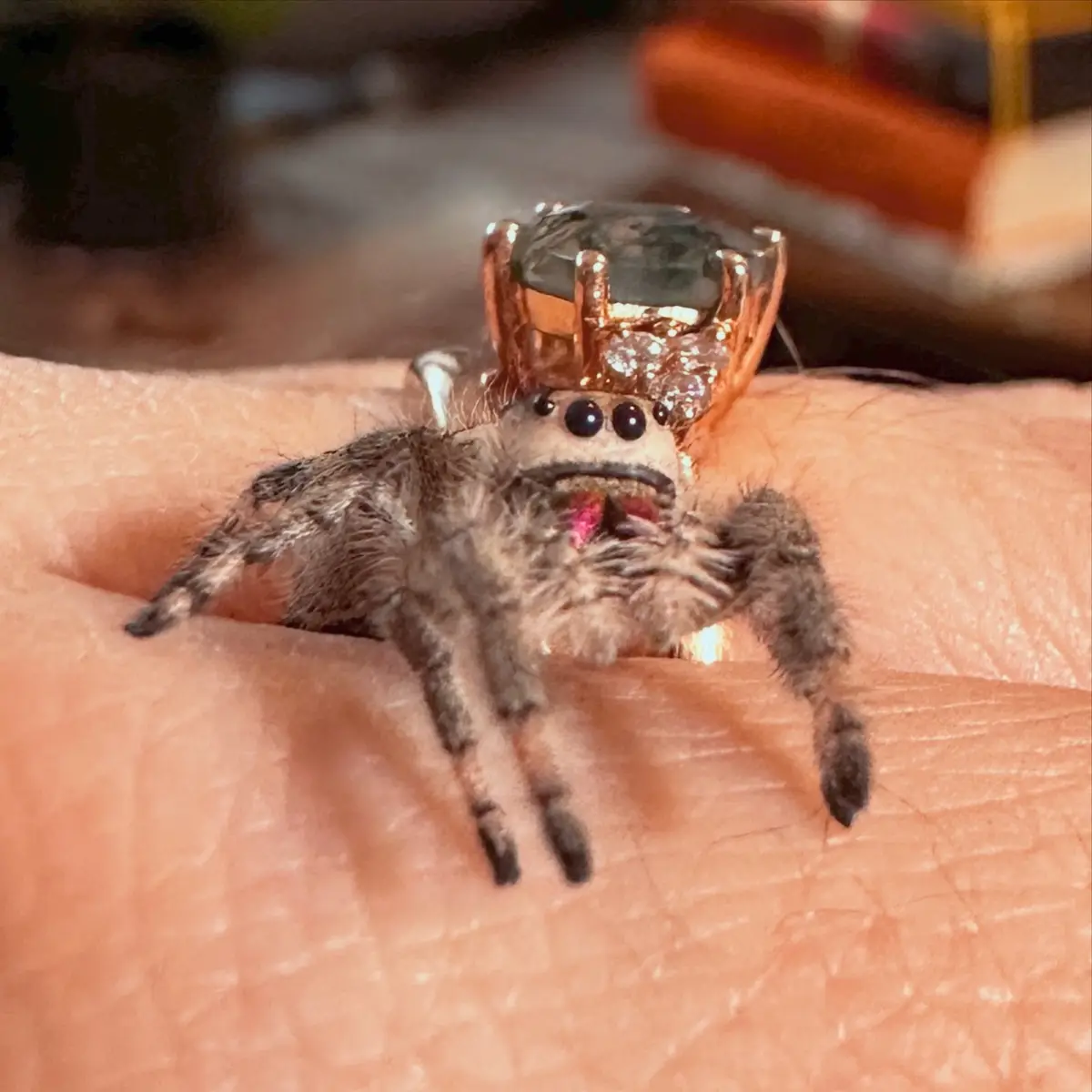 A small, furry jumping spider is perched on a person's finger, with a large, ornate ring featuring a green gemstone and rose…