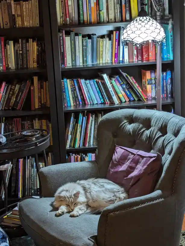A fluffy, light-colored cat is curled up and sleeping in a gray tufted armchair, next to a purple pillow. Behind the chair…