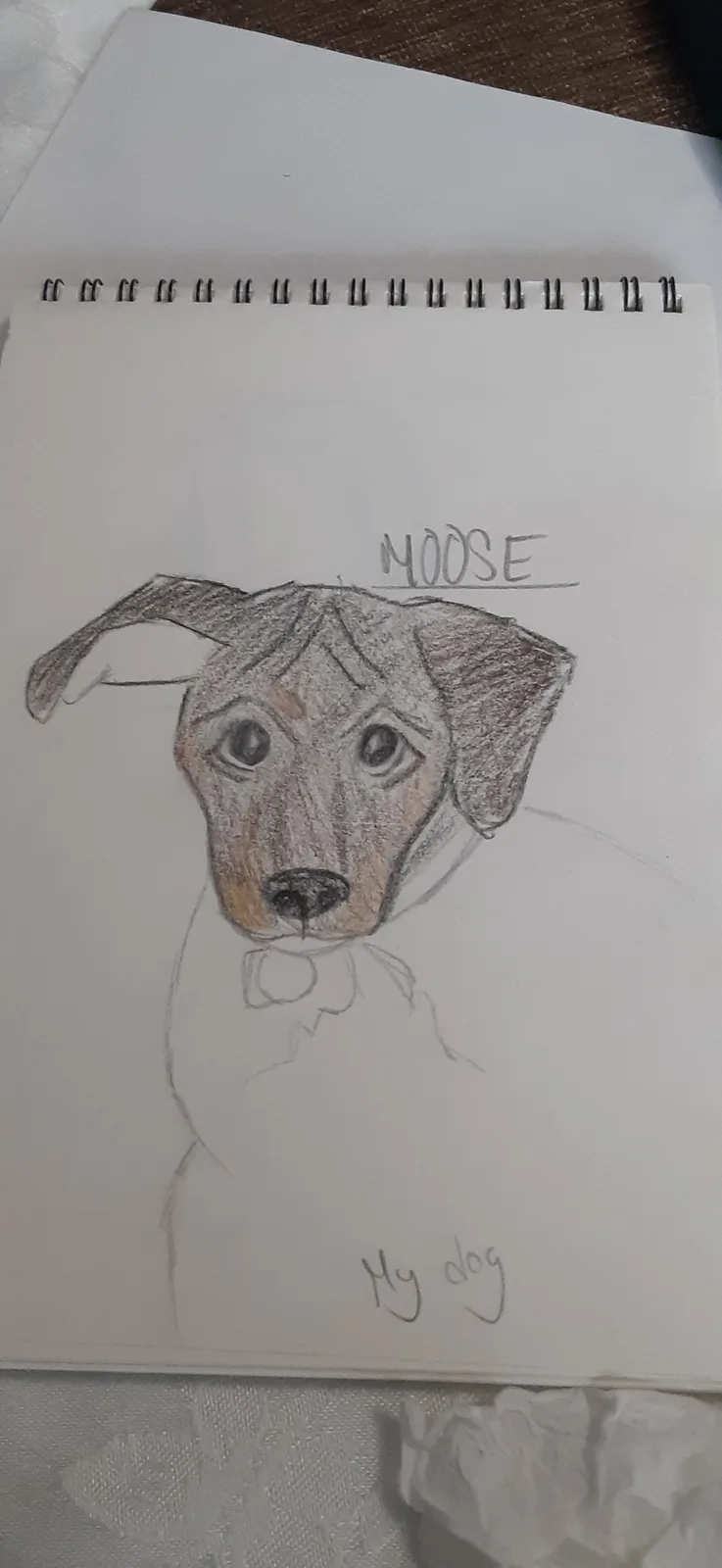 Majestic Moose Moments