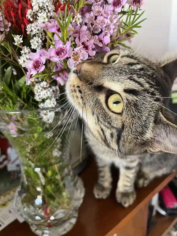 A tabby cat with wide, yellow eyes stares intently at a bouquet of pink, white, and red flowers in a glass vase. The cat's…