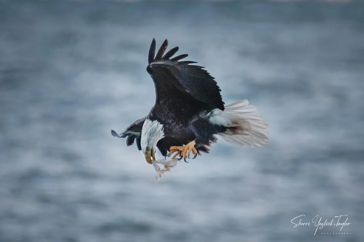 The majestic eagle in all its glory.
