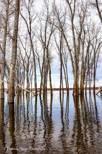 A serene photograph shows bare, leafless trees standing in calm, reflective floodwater, their trunks and branches mirrored…