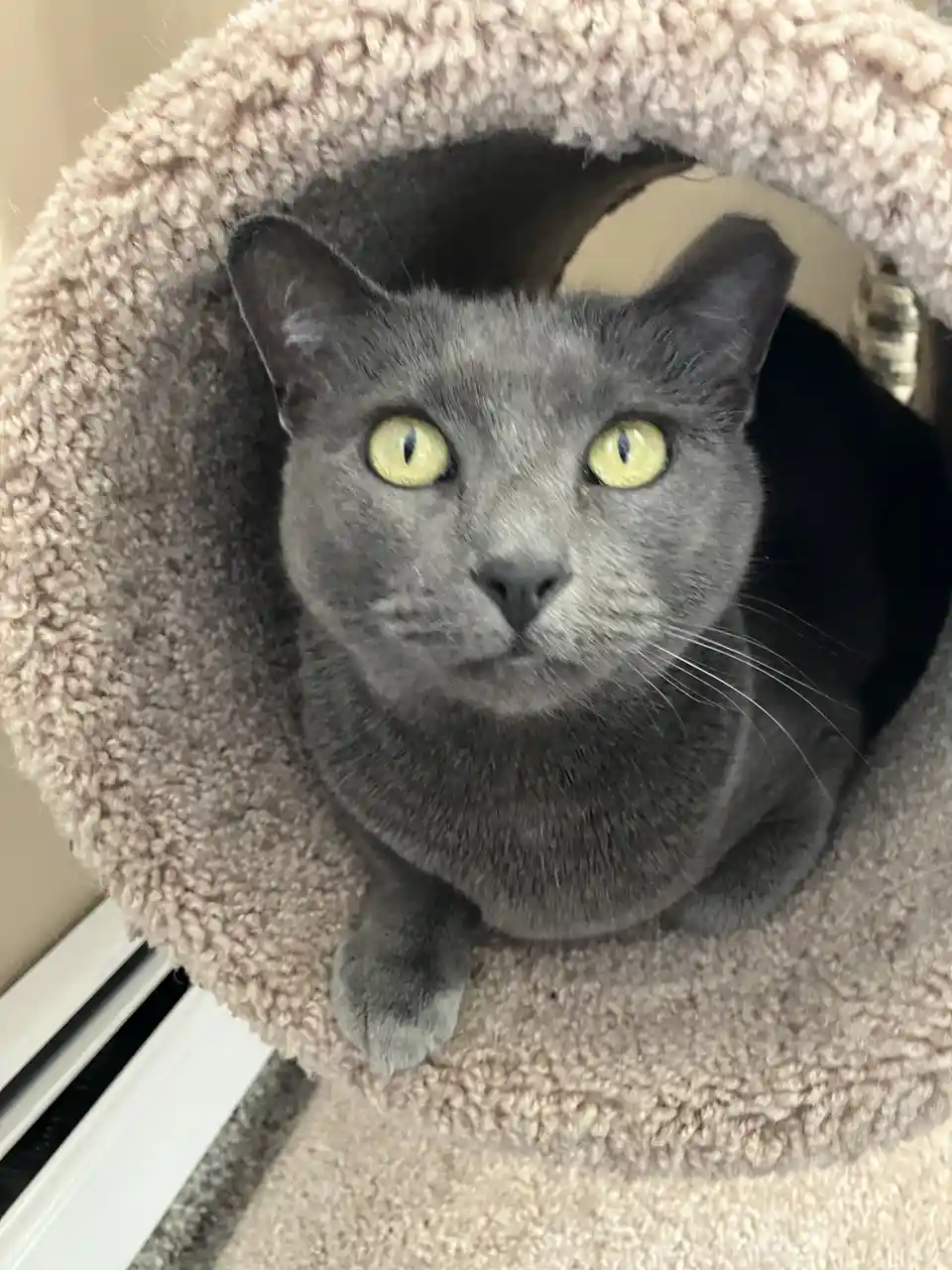 A gray cat with bright yellow eyes peers out from inside a beige, fluffy cat bed or tunnel. The cat's expression is intense…
