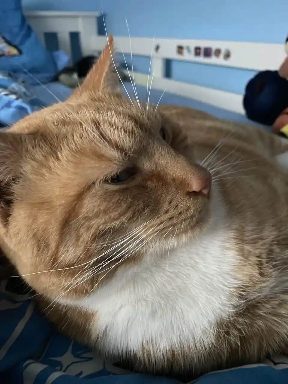 Here’s your daily dose of cuteness featuring Biscuit!