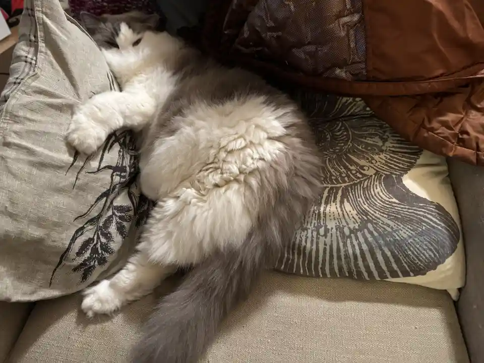 A fluffy, long-haired cat with white and gray fur is curled up sleeping on a couch, nestled between patterned pillows and a…