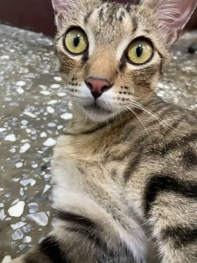 A close-up photo of a tabby cat with wide, startled-looking yellow eyes staring directly at the camera, sitting on a…