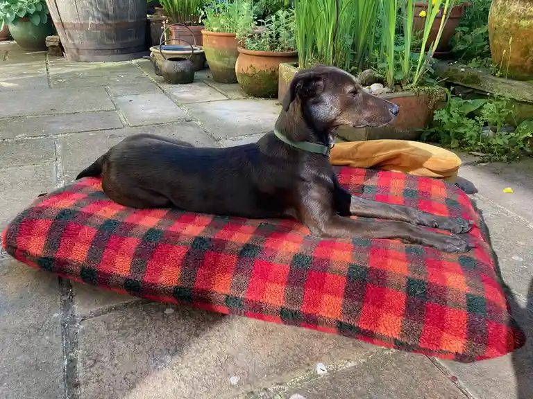 A dark brown dog with a green collar lies relaxed on a red and black plaid blanket outdoors on stone paving, surrounded by…