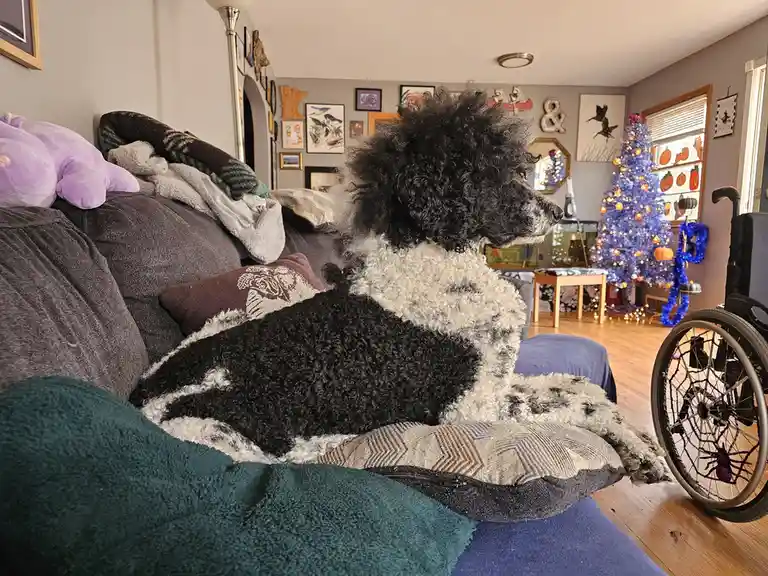 A black and white curly-haired dog sits calmly on a couch in a cozy living room decorated for Halloween, with a blue lit…