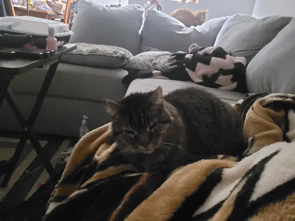 The majestic cat in all its glory