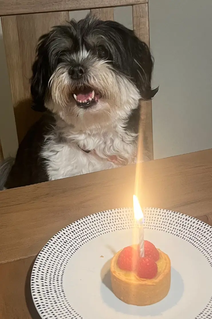 A small black and white dog with shaggy fur sits at a wooden table, looking excitedly at a tiny birthday cake with a single…